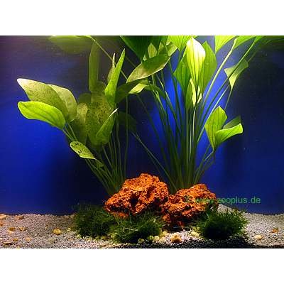 Lot de plantes mères d´Amazonie- 2 plantes en pot