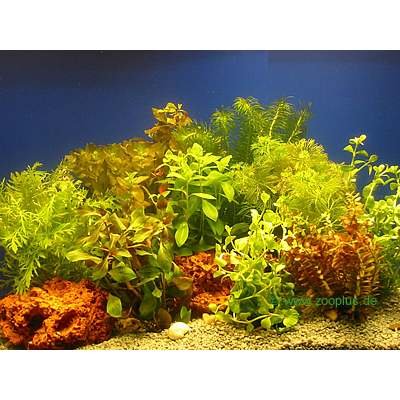 Lot de plantes colorées pour aquarium- 10 plantes colorées