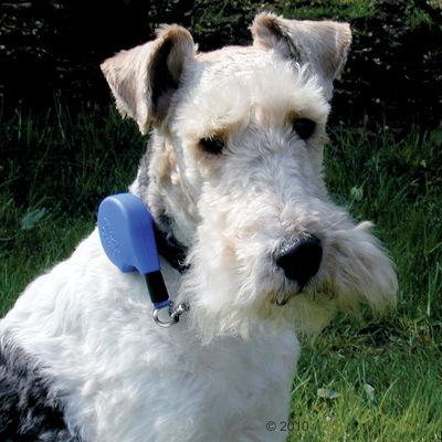 Dog Lead Flexi Click - black size M