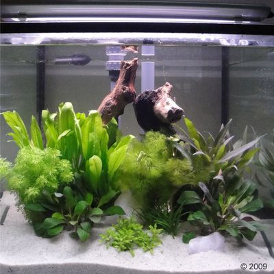 Aquarienpflanzen Zooplants �Dschungel� - 16 Pflanzen