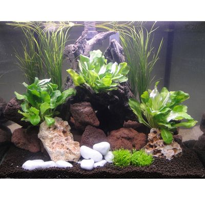 Aquarienpflanzen Zooplants ´´Salatgarden´´ - 10 Pflanzen