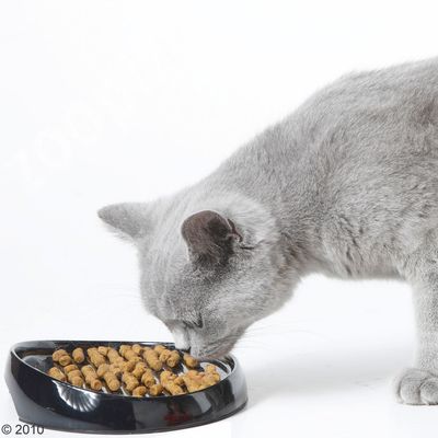 Whisker Futternapf - dunkelblau