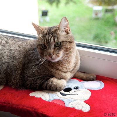 Fensterbrettauflage Kitty Cosy - schwarz
