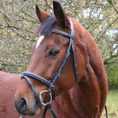 Trensenzaum ´´Exclusiv´´ Schwarz - Pony & schwedisches Reithalfter