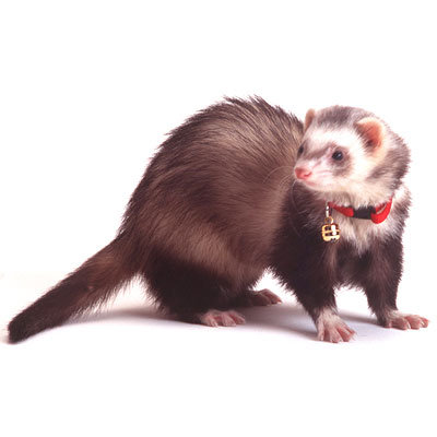 Collier pour furet Marshall Bell Collar- rose fluo