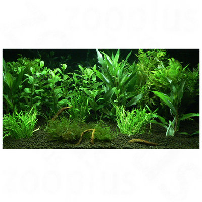 Plantes d´aquarium Zooplants ´´´´Jardin d´Eden´´´´- 12 plantes