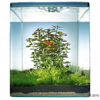 Dennerle Nano-Landschaft ´´Sunrise Island´´ 30 Liter - 14 Pflanzen