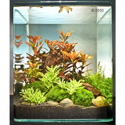 Dennerle Nano-Landschaft ´´Ludwigia Cube´´ 30 Liter - 9 Pflanzen