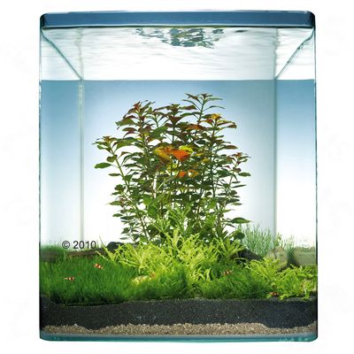 Dennerle Nano-Landschaft ´´Sunrise Island´´ 20 Liter - 10 Pflanzen