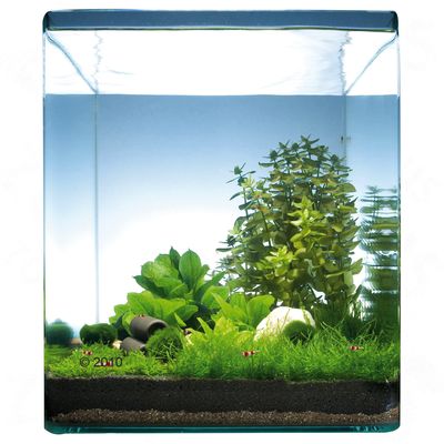 Dennerle Nano-Landschaft ´´Pantanal Bay´´ 20 Liter - 9 Pflanzen
