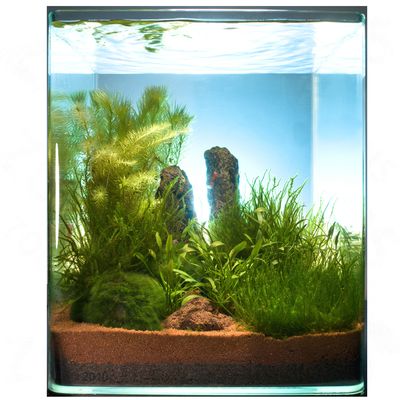 Dennerle Nano-Landschaft &acute;&acute;Moos Cube&acute;&acute; 20 Liter - 8 Pflanzen