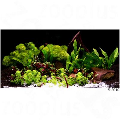 Plantes d´aquarium Zooplants ´´´´Univers asiatique´´´´- 14 plantes