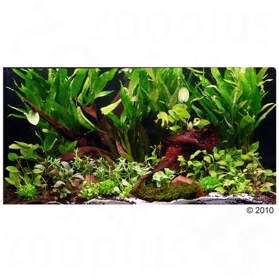 Plantes d´aquarium Zooplants ´´´´Pays merveilleux´´´´- 18 plantes, 1 mousse de java plantée sur racine
