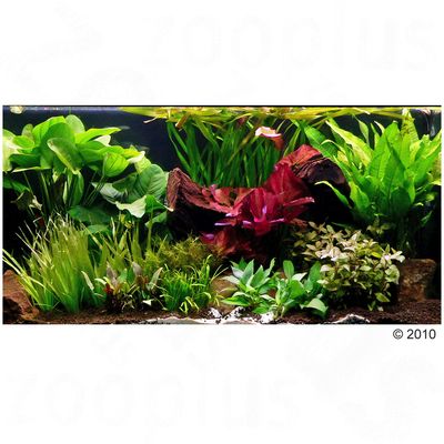 Plantes d´aquarium Zooplants ´´´´Théâtre de verdure XXL´´´´- 33 plantes dont 3 plantes-mères XL