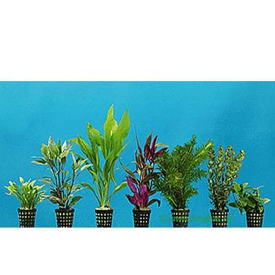 Dennerle Aquarienpflanzen Einsteigerset 100 - 120 cm - 13 Pflanzen