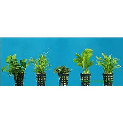 Dennerle Aquarienpflanzen Vordergrund Sortiment - 9 Pflanzen