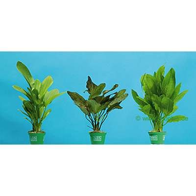 Dennerle Aquarienpflanzen Solitaerpflanzen Sortiment - 3 Pflanzen