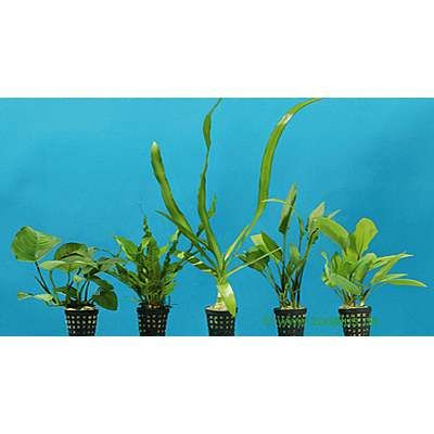 Dennerle Aquarienpflanzen Barsch Sortiment - 5 Pflanzen