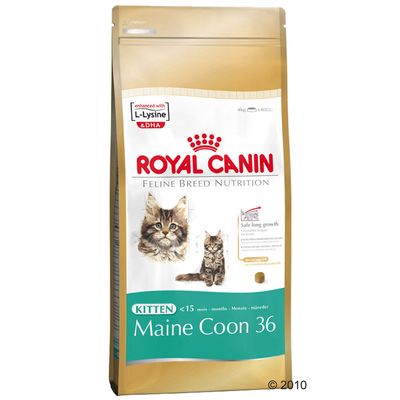 Croquettes pour chaton Royal Canin Kitten Maine Coon 36- 4 kg