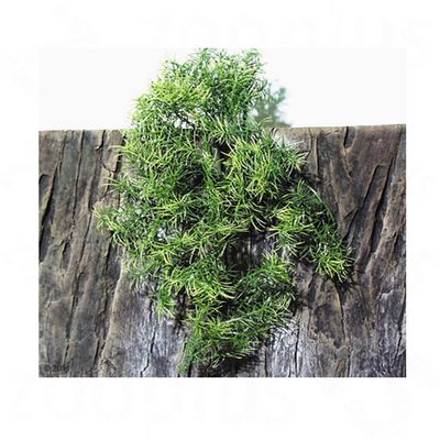JBL TerraPlanta Casuarina - L 17,7  x B 51  x H 5,5 cm