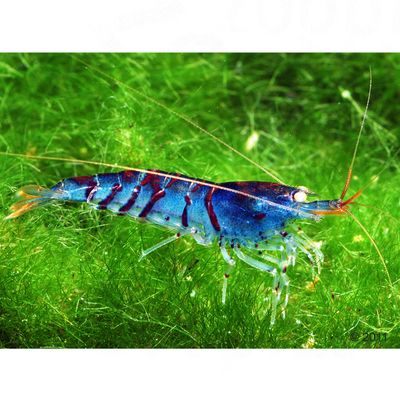 Blaue Tigergarnele - Caridina sp. \"\"Blue Tiger\"\" - - 5 Garnelen Preisvergleich