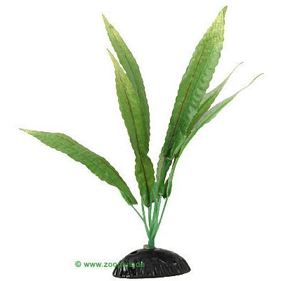 Cryptocoryne/Water Trumpet Aquarium Plant - 1 piece appx. 30 cm tall