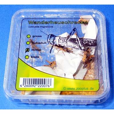 Wanderheuschrecke mittel Lebendfutter - 5 Dosen, je ca. 14 Stueck