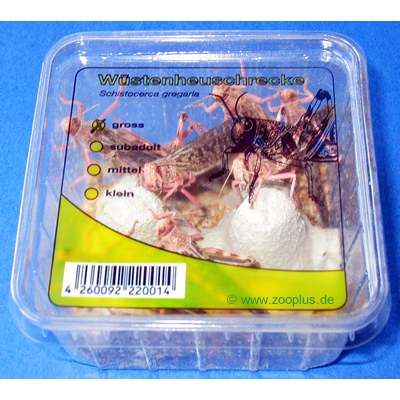 Wuestenheuschrecke gross Lebendfutter - 1 Karton, ca. 100 Stueck