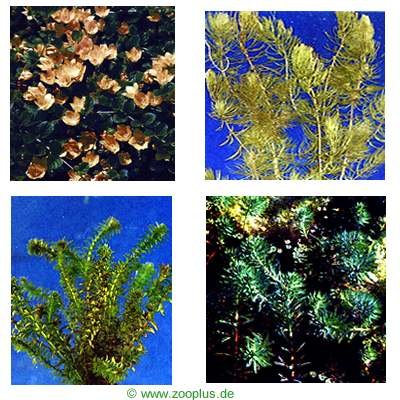 Lot de plantes aquatiques pour étang- 7 plantes colorées