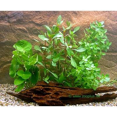 Lot de plantes d´aquarium pour débutants- 4 sortes de plantes