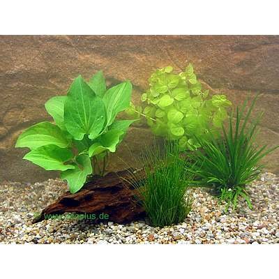 Lot de plantes en pot pour bassin à poissons rouges- 4 plantes en pot