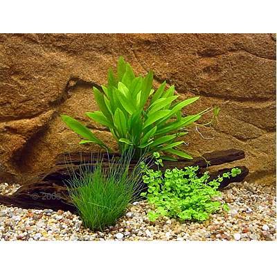 Lot de plantes pour aquarium de crevettes- 3 sortes de plantes