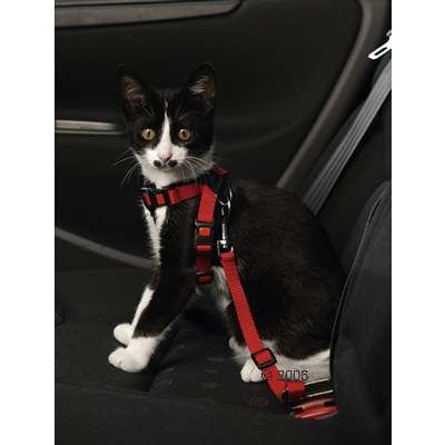 Safety Belt for Cats - Belt width 15mm