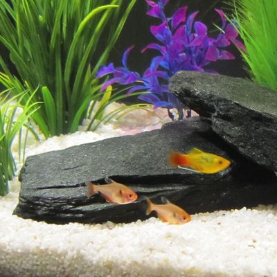 Décoration d´aquarium pierre d´ardoise noire- env. 2 kg, 1 - 4 pierres