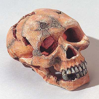 Grosser Totenkopf Aquariumdeko - Groesse ca. 15 cm