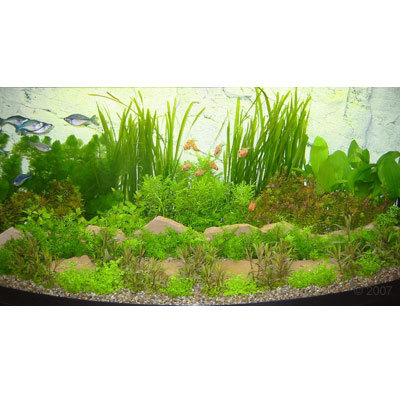 Paysage aquatique pour aquarium asiatique, type 1- 48 plantes