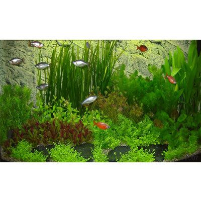 Asia Unterwasserlandschaft Typ 2 - 63 Pflanzen