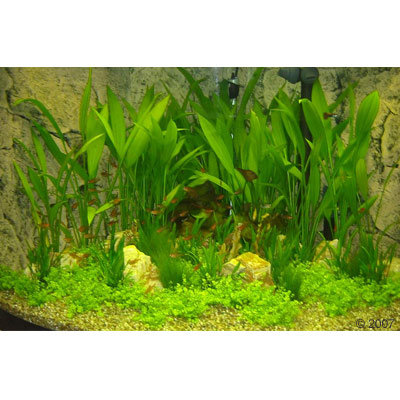 Paysage aquatique pour aquarium communautaire d´angle- 36 plantes