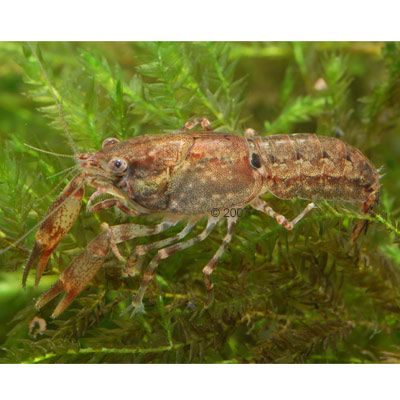 Knaben Zwergflusskrebs - Cambarellus puer Paar - - 2 Krebse, 1x M�nnchen + 1x Weibchen