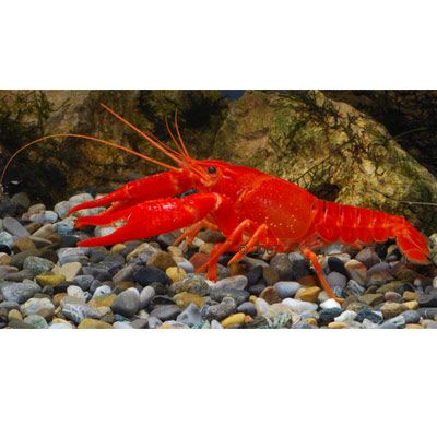 Oranger Flusskrebs - Procambarus clarkii orange Paar - 2 Krebse, 1x Maennchen + 1x Weibchen