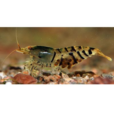 Tigergarnele Wildfang - Caridina cantonensis var. Tiger - 10 Garnelen