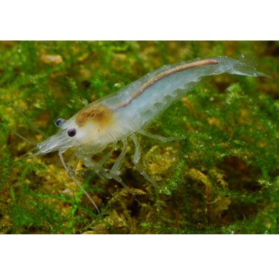 Weissperlen-Garnele - Neocaridina cf. zhangjiajiensis - 10 Garnelen