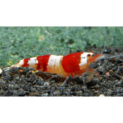 Red Bee Garnele Grade A (Vierband) - 4 Garnelen