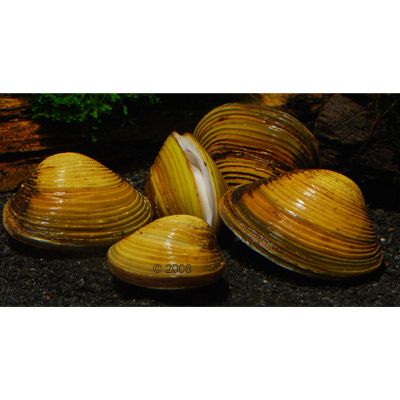 Asiatische Koerbchenmuschel - Corbicula fluminea - 5 Muscheln