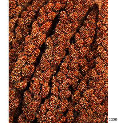 JR Farm Millet rouge des oiseaux- 1 kg