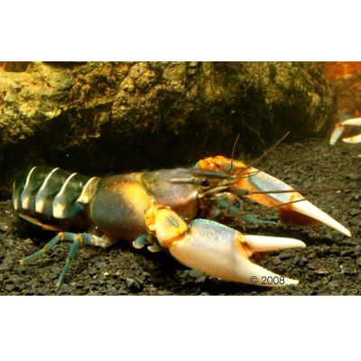 Zebrakrebs - Cherax pecknyi - 1 Zebrakrebs - Cherax pecknyi