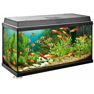 Juwel Rekord 800 Aquarium - approx. 110 l black