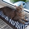 Tapis de fen�tre pour chat Asabi - L 60 x l 26 x H 2 cm