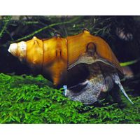 Riesen-Turmdeckelschnecke � Brotia pagodula - - 5 Schnecken