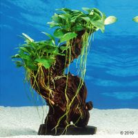 Dennerle Aquarienpflanzen Mbuna mittel - - 1 Mbuna mittel, H�he ca. 20 - 30 cm